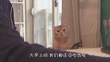 铲屎官玩电脑不做饭，猫咪气得都要开口骂人了，看完忍住别笑