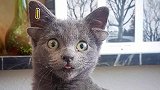 4个耳朵的猫，真的存在
