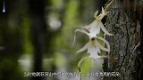 男子在沼泽地发现“青蛙花”专家鉴定后脸色大变没收了