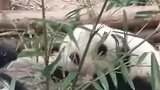 吃竹子的大熊猫和花，现在还没坐稳，但是真的好可爱！