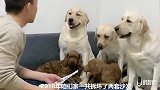 主人用作报告的形式，告诉狗狗要爱护沙发，赛文听懂了，沉默不语