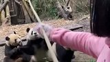 饲养员小姐姐钓熊猫，一钓一个准，看完我快笑岔气了！