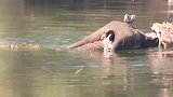 大象淹死在河边，鳄鱼群、鬣狗和秃鹫群，这下有的吃了