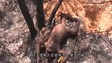 山里传来阵阵肉香，男子走近一看了，立马报警