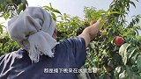 沙土黄桃顾客连摘3年做罐头受欢迎