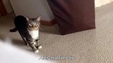 人类模仿猫叫的时候，为啥猫也会“喵喵”的回应，今天可算明白了