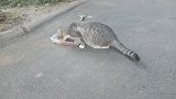 好心人给流浪猫喂食，没想到遇上一只软萌的小猫