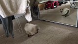 真是可爱的小奶猫呢，看这对着镜子玩的样子，真是太萌了吧！