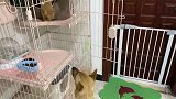 小猫到家后老猫不同意咋办？你只管带猫回家，剩下的它自己搞定！