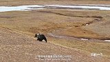 西藏日与夜丨第11集 以生态智慧护万物生存