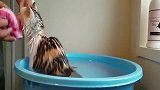 猫咪洗澡时自己爬进盆里，这不符合常理啊，不会是视频回放吧