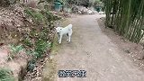 一龙二虎，田园犬微笑天使生了两只小奶狗，越看越喜欢