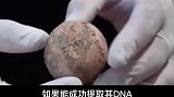 以色列古物管理局宣布考古学家发现了一枚保存较为完整的千年鸡蛋