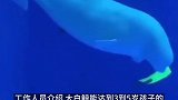 萌翻啦！大白鲸调皮咬走驯养员脚蹼