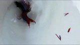 泰国斗鱼，在水里打的好凶呀，不死不休