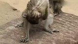 千万别在野外瞎游泳，小猴子身上吸了个大水蛭，好不容易才弄下来