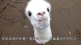 羊驼有多记仇？主人给它剃毛后，羊驼：见一次打一次！