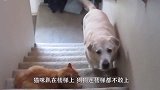 主人把芝士片丢在猫咪脸上，接下来憋住别笑，吓的爪子都张开了！