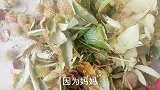 农村日常，板栗虽好吃，搞得满手伤口，难搞啊！兄弟们