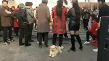 拉面哥火了，大衣哥出大招，以后天天接见粉丝并演，带粉丝玩游戏