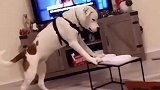 这狗子真的好聪明呀，这是成精了吗