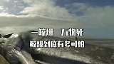 鲸爆是什么，到底有多可怕