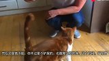 猫咪的“弱点”！当人提起猫脖子后面的肉，猫就一动也不动了？