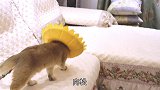 小公公猫绝育后第一次见姥爷，委屈的嗷嗷叫