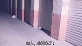 二哈呀，主人找你半宿了，你怎么在这里呀