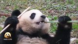 熊猫乔伊小仙女坐在台阶上吃竹子超可爱，头顶的呆毛萌萌哒