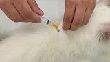 见不得毛孩子一点点不舒服，打个针我心痛的哭
