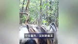 湖州密林深处惊现“四不像”：角像鹿蹄像牛头像羊尾像驴，系二级保护动物