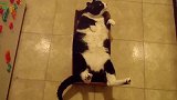 好胖乎乎的猫咪啊，这箱子都装不下你了，赶紧减肥吧！