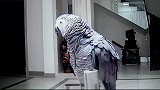 鹦鹉模仿主人对话，这只鹦鹉好像不正经