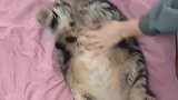 猫：长这么胖不容易，我才不减肥呢！
