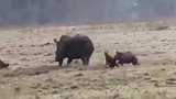鬣狗对小犀牛纠缠不休，犀牛妈妈恨不得有分身术来保护孩子！