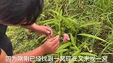 找胡蜂遇到过这问题吗？当看不到蜂标怎么办，小伙教你轻松盘2窝