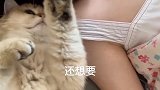 猫咪太会哄人了，马上就心情好了