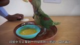 太可爱主人不喂饭鹦鹉就不吃了，鹦鹉谁还不是个宝宝了