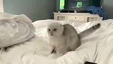 表姐家的猫咪每天起床以后这样，怎么不让人喜欢！