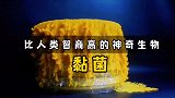 被誉为“地球最强规划师”的黏菌到底有多神奇