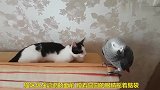 小猫咪试探新来的鹦鹉，鹦鹉的举动太有趣了