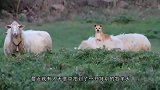 牧羊犬中的高手，躺在羊背上指挥羊群，镜头记录全过程！
