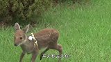 水鹿幼崽危在旦夕！大姐救助后细心喂养，不料它却认狗做妈