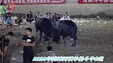 苗刀王牛王被打跑了，看来他们的药酒失效了