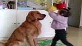 小狗一来，就被闺女赐了一顶帽子，这一人一狗的游戏，看完都别笑
