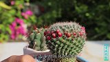 仙人球买回来你会养吗？想要养开花，学会这几招就够了