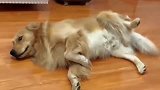 金毛一干活就装睡，主人朝它扔袜子过去，狗子的反应太逗了