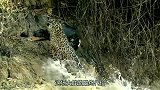 美洲豹单挑鳄鱼，抱着鳄鱼的脑袋往死里咬，仅用几秒钟就结束战斗