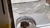 这不是肉，是奶奶的爱